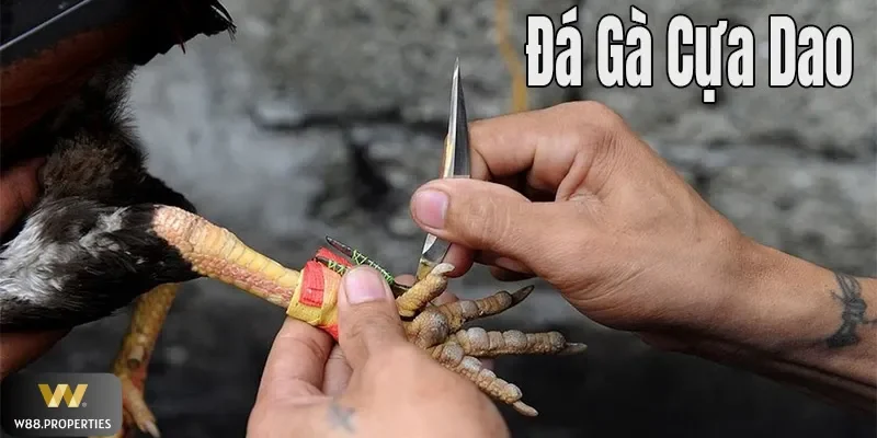 Đá gà cựa dao đầy máu lửa