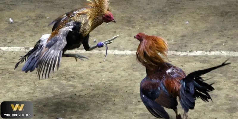 Đá gà cựa sắt W88