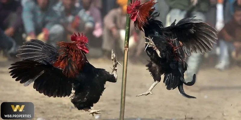 Đá gà W88
