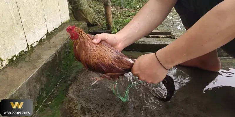 Luyện tập để chăm gà cựa dao