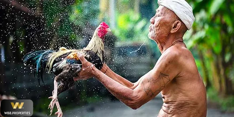 Sư kê là yếu tố nên quan tâm