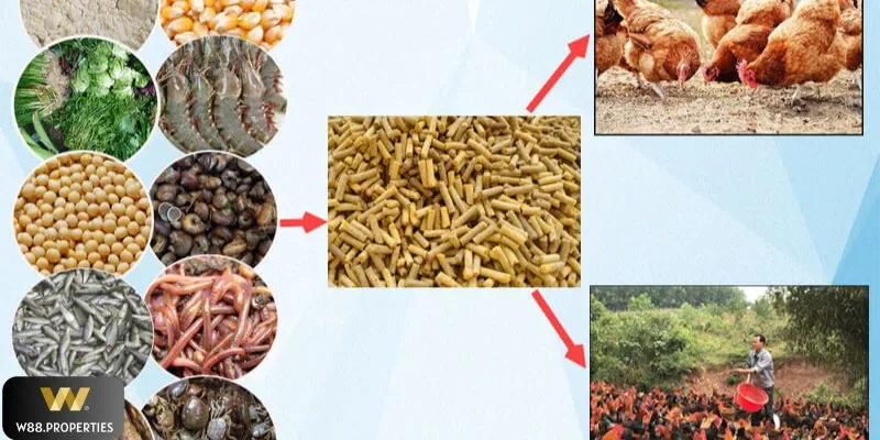 W88 hướng dẫn bổ sung món giàu protein